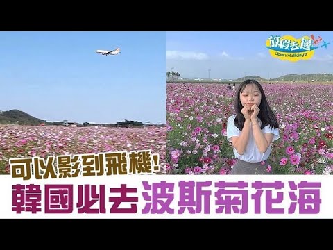 【韓國】仁川超壯麗波斯菊花海 瘋狂打卡仲可以影到飛機