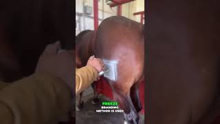 This Animal Branding Technique Will Surprise You! 🐄❄️