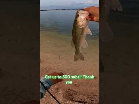 love fishing? get us to 500 subs :) #subscribe #largemouthbass #fishing #florida #outdoors