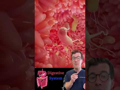 Doctor explains HOW FOOD is DIGESTED #shorts