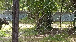 One-horned rhinoceros/vandalur zoo