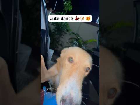 Cutie doggies 😍🤣 Dogs Playing Funny Video 8213 #dog #funny #cute #memes #funnycute #funniestvideo