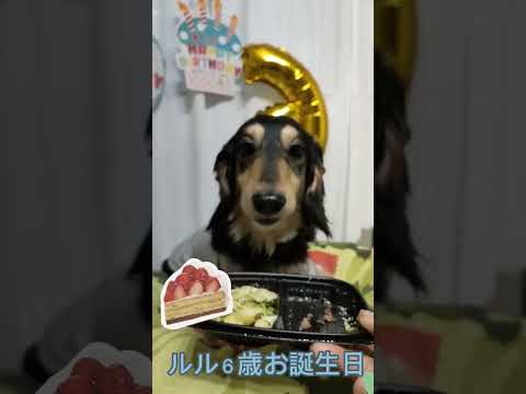 ルル６歳お誕生日🐶🐶🐶