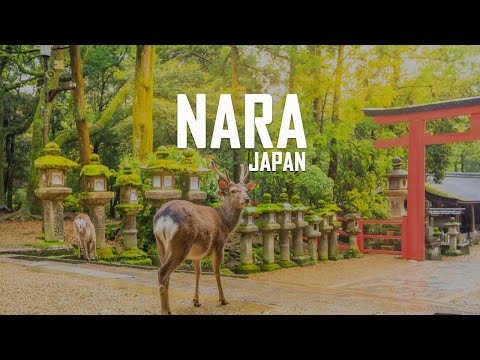 Nara Japan: 9 Best Things To Do In Nara Japan