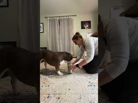 Entertaining a bulldog #bulldog #househippo #funnydogs #game