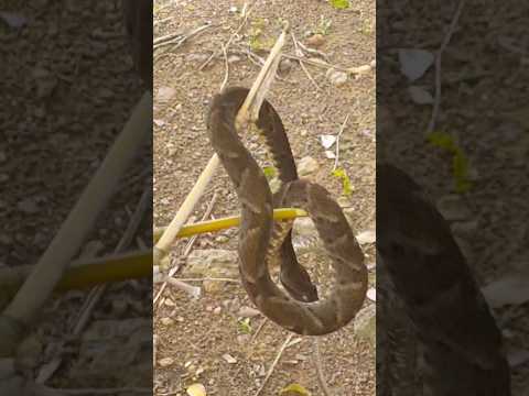 Poisonous snakes! #adventure #snakes #snakehead #wildlife #wildanimals #toursim #tours #tourist