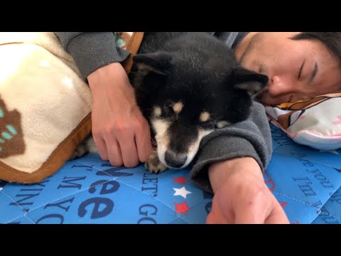 【黒柴・保護犬】3人でのんびり過ごす休日