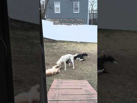 Berense and Labs at Doggy Daycare