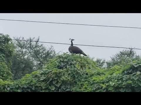 Mor #peacock #sawan ka mausam