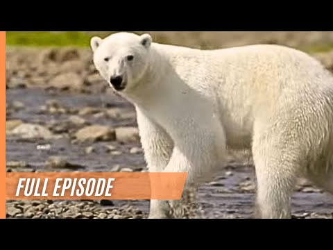 Wild Canada - Ice Edge | Full Episode