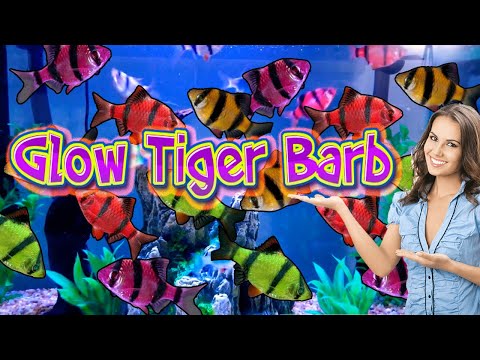 The Colorful World of GloFish Barbs (Tiger Barbs) - Fluorescent fish