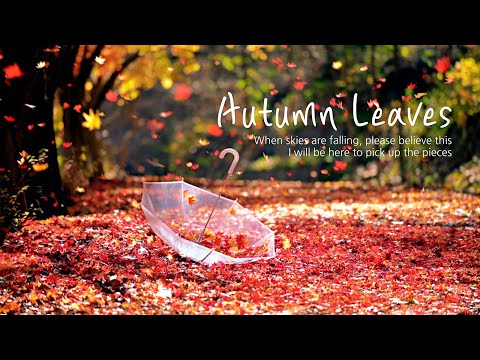 Autumn in Korea | Autumn leaves