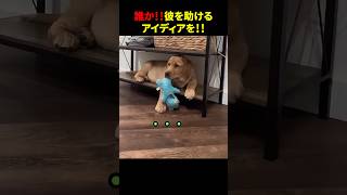 誰か！！彼を助けるアイディアを！！ #ほっこりショート