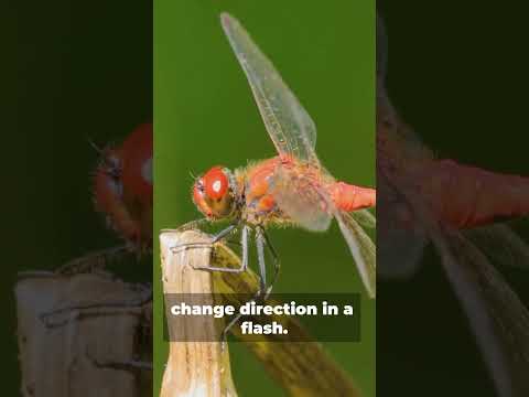 What Makes Dragonflies the FASTEST Insect? #insects #facts