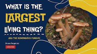 The Largest Living Thing on Earth | Nature Education Videos for Kids