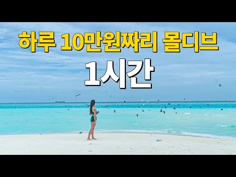 🇲🇻 절대 비쌀 필요 없는, 5일간의 몰디브 여행 1시간 몰아보기