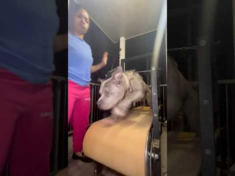 Papa miss Slat Time! #dog #dogtreadmill #puppy #training #amercianbully #shortsviral #fyp #shorts