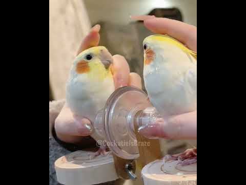 Adorable Cockatiel Jerry's Cutest Peekaboo Playtime 🥰🦜 #cockatielscraze #birdscharm