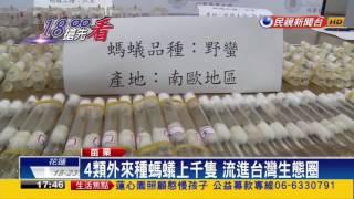 從中國進口外來種螞蟻轉售 恐釀生態浩劫－民視新聞