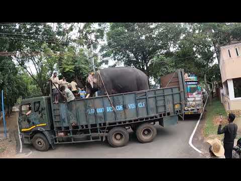 jumbo savari