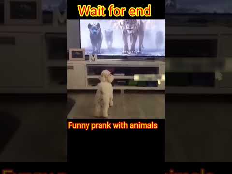 #animals #funny #memes #comedy #viralvideo #monkey