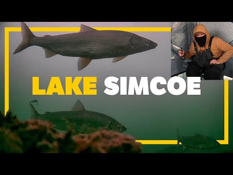 Ice Fishing for Lake Simcoe Whitefish - Underwater Footage