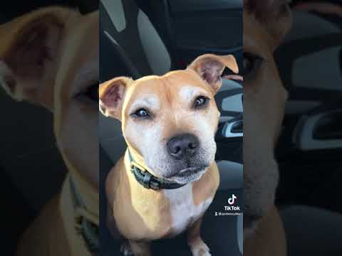 Staffy Wants Sum Nuggets