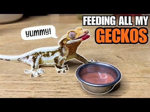 Feeding my HUNGRY GECKOS! Tokay Geckos, Sand geckos, Giant geckos and more!