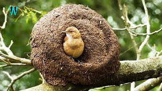 The Rufous Hornero Nesting || Engineer Bird Nesting