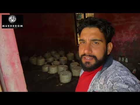 Mushroom farming Oyster mushroom farming In india Dhingri mushroom #vlog #mushroom