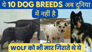 10 Extinct Dog Breeds You Won’t Believe Actually Existed | Top 10 Extinct Dog Breeds In The World