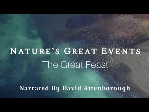 NATURE’S GREAT EVENTS: The Great Feast | David Attenborrough