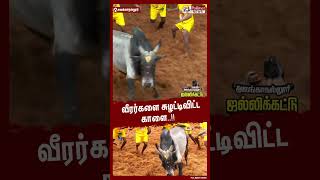 வீரர்களை சுழட்டிவிட்ட காளை..  #shorts | #alanganallurjallikattu