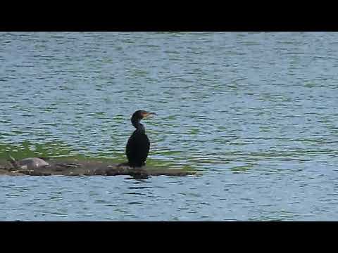 Cormorant Island