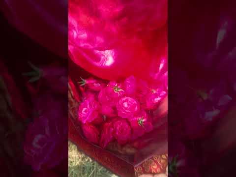 Rose petals preperation|special rose for skin|