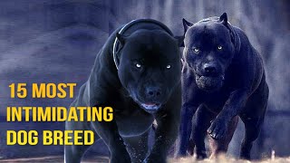 15 Most Intimidating Dog Breeds