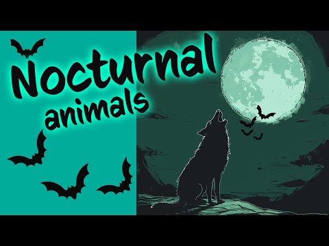 NOCTURNAL animals 🦇 🐺 awake at NIGHT