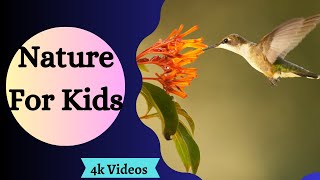 Nature For Kids - Learn Nature Vocabulary Words in English for Kids, Children and Todlers