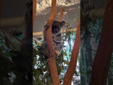 Sleepy koala 🐨 #fyp #australia #vlog #koala la