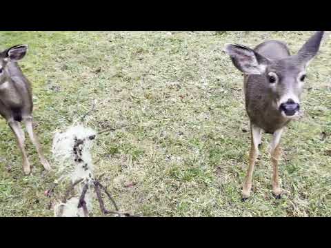 Several Deer on the Side of the Road