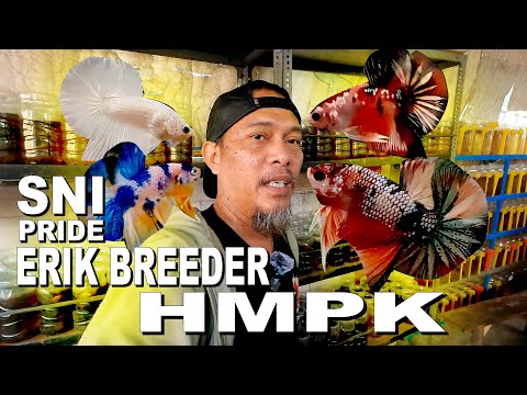 PETERNAK CUPANG DAN PENJUAL CUPANG HMPK