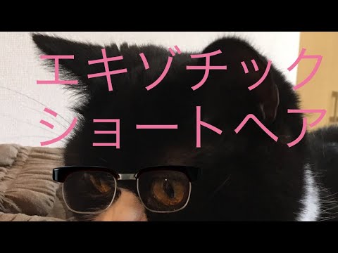 エキゾチックショートヘア