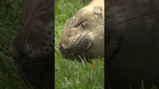 Popular elephant seal returns to BC beach #OceanLife