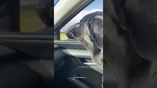 funny Dog compilation pt44 #amazingpets #dog #funnypuppy #funnydog #funny #adorabledog #funnypet