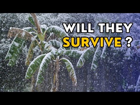 🌴❄️ Why I won't be protecting my musa basjoo banana trees this winter