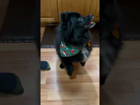 Dog goes crazy for lettuce #dog #dogs #doglover