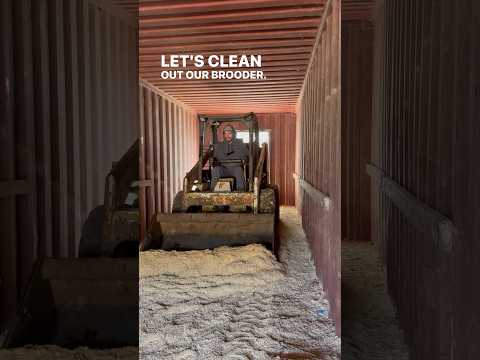 Raising 4,000 Chicks Per Year In Our Shipping Container Turned Brooder!  Here’s How We Clean Up!