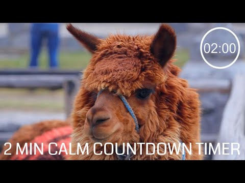 Countdown Timer 2 Minutes With Relaxing Music for Concentration,🦙Alpaca Timer ⏰, Pack up time music