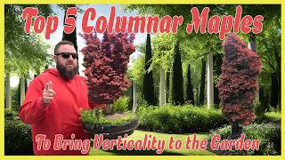 Top 5 Columnar Japanese Maples for Small Gardens | Mr. Maple's Favorites