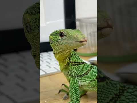 Sabzi the Green Tree Monitor loves SUNSHINE! #shorts